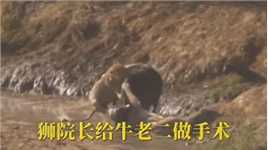 #动物世界#动物世界精彩解说#野生动物零距离狮院长强制给牛老二做手术