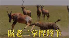 #动物世界#动物世界精彩解说#野生动物零距离鬣老二强制给羚羊做手术