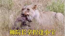 #动物世界#动物世界精彩解说#野生动物零距离狮院长拿捏蓬小宝