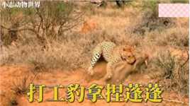 #动物世界#野生动物零距离#动物世界精彩解说打工豹为了逮蓬蓬，直接把蓬蓬家给拆了