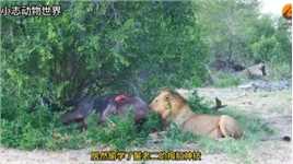 #动物世界#野生动物零距离#动物世界精彩解说鬣老二抢了狮院长业务