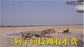 #野生动物零距离#动物世界#动物世界精彩解说三狗子向技狮收水费