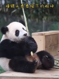 萌萌萌 萌宝要掉下去了 都这么可爱 是怎能做到的#大熊猫 #亲子游玩好去处