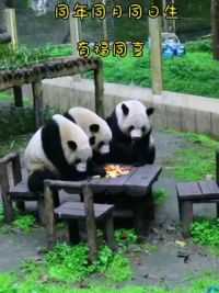 什么叫有福同享 不是一家熊 不上一个桌#大熊猫 #亲子游玩好去处 #熊猫基地看熊猫