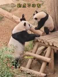 来看看血脉压制 原来这才是真正的“滚”回家#大熊猫 #亲子游玩好去处 #来这吸熊猫 #大熊猫