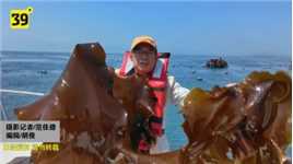 丰收季 喜看黄泥川人割海带