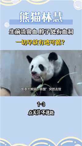 旅泰大熊猫“林慧”去世，生前被拍到流鼻血脖子处有血洞，一切早就有迹可循？大熊猫林慧旅泰大熊猫国宝熊猫