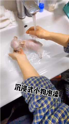 洗抹布式洗狗法#宠物洗澡 