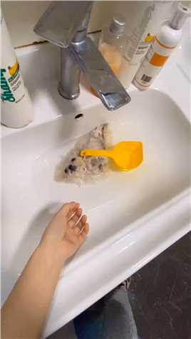 小狗子来到了洗浴中心 请问他开的是什么车#宠物洗澡 #立耳茶杯犬 #泡澡仪式感