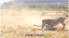 小斑马刚出生就被狮子抓住，斑马妈妈拼死抗战到底神奇动物在动物世界野生动物零距离