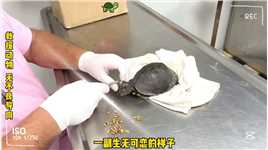 救援小乌龟，救援过程好怕伤害到它，幸好兽医的善举成功了