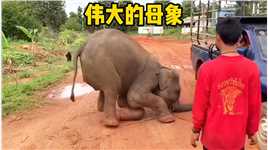 小象掉进枯井，象妈妈下跪求助人类救她的孩子，看完已泪目