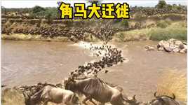 角马大迁徙，真是壮观又惨烈动物世界神奇动物在角马野生动物零距离