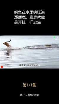 鳄鱼在水里疯狂追逐麋鹿，麋鹿就像是开挂一样逃生
