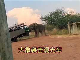 一头发狂的大象袭击了观光车，实在是太惊险了