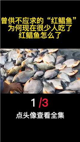 曾供不应求的“红鲳鱼”，为何现在很少人吃了？红鲳鱼怎么了？（1）