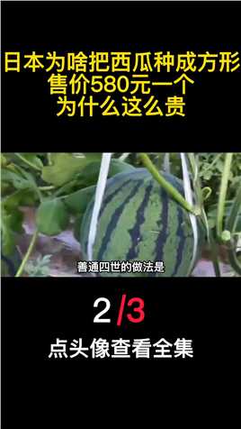日本为啥把西瓜种成方形？售价580元一个，为什么这么贵？（2）