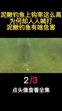 泥鳅钓鱼上钩率这么高，为何却人人喊打？泥鳅钓鱼有啥危害？（2）