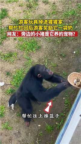 游客玩具掉进猩猩家，帮忙捡回后游客奖励它一袋奶，网友：旁边的小猪是它养的宠物吗？_____