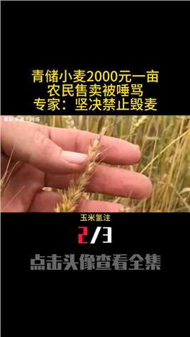 青储小麦2000元一亩，农民售卖被唾骂！专家：坚决禁止毁麦 (2)
