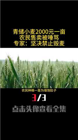 青储小麦2000元一亩，农民售卖被唾骂！专家：坚决禁止毁麦 (3)