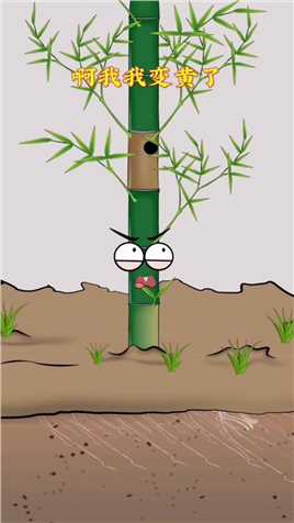 你知道竹虫是什么吗？#神奇动物 #科普#三农#植物科普#自然科普