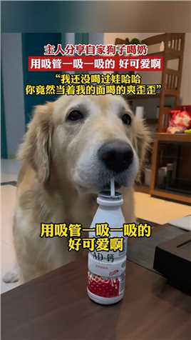 主人分享自家狗子喝奶，用吸管一吸一吸的 好可爱啊