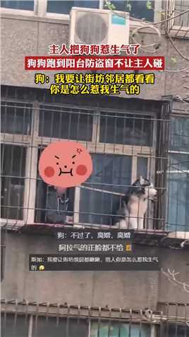 主人把狗狗惹生气了，狗狗跑到阳台防盗窗不让主人碰，狗：我要让街坊邻居都看看，你是怎么惹我生气的