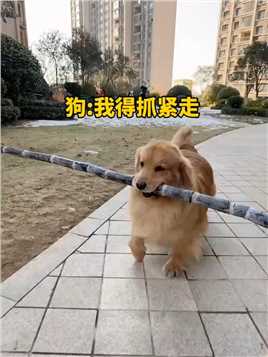 狗:我得抓紧走！