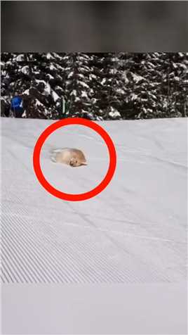 狗:这滑雪还不简单！