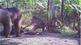 猴哥偷吃香蕉被印尼老表抓住了 #动物的迷惑行为 #猴子