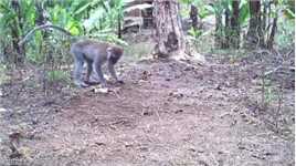 猴哥偷吃香蕉又被老表抓住了 #猴子 #动物的迷惑行为