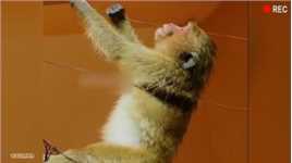 电工猴哥修电路的时候又触电了 #动物的迷惑行为 #猴子