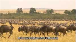 非洲大草原最壮观的角马大迁徙 #野生动物零距离 #动物的迷惑行为 #动物世界 #角马大迁徙 #非洲