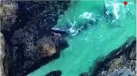 无人机拍下鲸鱼自杀的行为 #动物的迷惑行为 #鲸鱼 #海洋生物