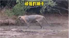 狮子遭遇黑曼巴偷袭，结局令人意外#动物世界 #动物的迷惑行为 #狮子