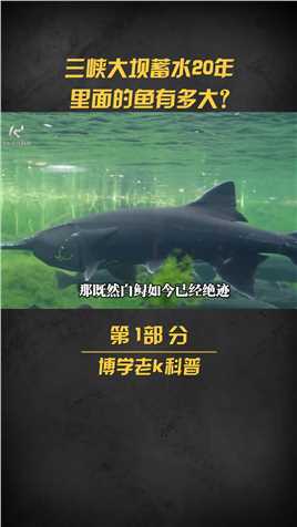 三峡大坝蓄水20年，堪称鱼类天堂，如今水库里鱼最大有多大了？长江中华鲟长江生态保护