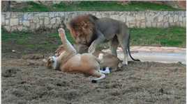  两头母狮抱在一起！狮王吃醋了