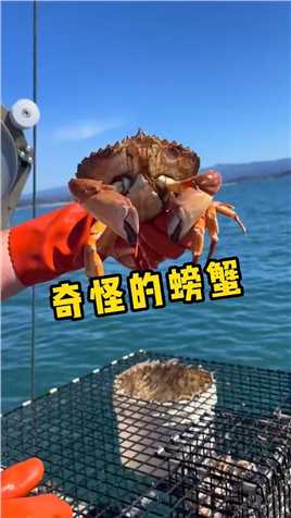 一个渔民，抓到一只“不会动的螃蟹”，打开后才发现是里面出来问题