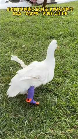 小姐姐不顾家人反对留下残疾的鸭子，为了帮他实现行走自由，动手把他做成“轮滑鸭