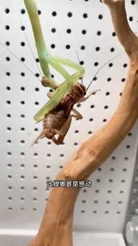 战螂进化
