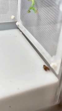 昆虫之王螳螂大战蜜蜂