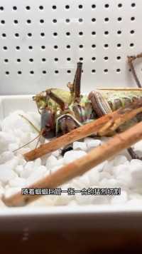大胃王蝈蝈螳螂肚子里究竟有什么