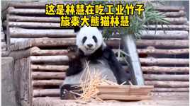 旅泰大熊猫林慧已经去世，生前曾被人拍到流鼻血的画面。#旅泰大熊猫林惠死亡 #旅泰大熊猫林惠 #大熊猫 #善待动物关爱生命 #熊猫回家路