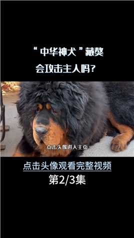 “东方神犬”藏獒凶猛无比，为何还是国人的心头宝？#藏獒#狗#宠物狗##科普知识 (2)