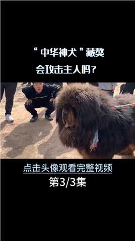 “东方神犬”藏獒凶猛无比，为何还是国人的心头宝？#藏獒#狗#宠物狗##科普知识 (3)