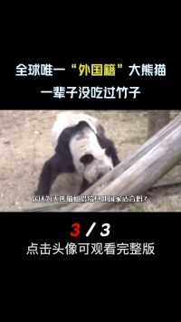 唯一一只不属于中国的大熊猫，一辈子没踏入过国门！#熊猫欣欣#国宝#大熊猫##科普知识 (3)