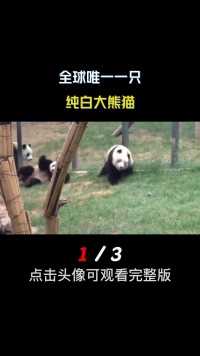 大熊猫为什么是黑白色的？这背后有什么奥秘？#大熊猫#国宝#熊猫七仔##科普知识 (1)