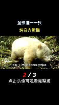 大熊猫为什么是黑白色的？这背后有什么奥秘？#大熊猫#国宝#熊猫七仔##科普知识 (2)