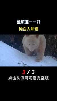 大熊猫为什么是黑白色的？这背后有什么奥秘？#大熊猫#国宝#熊猫七仔##科普知识 (3)